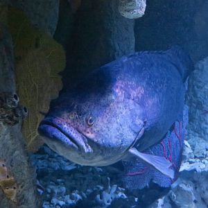 Atlantic Goliath Grouper (Epinephelus itajara)