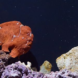 [August 2018] Commerson's frogfish (Commerson's frogfish)