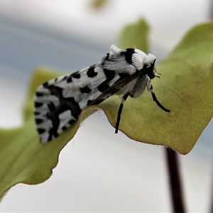 North Island Lichen Moth (Declana atronivea)