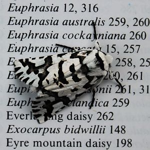 North Island Lichen Moth (Declana atronivea)