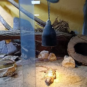 American Deserts Habitat