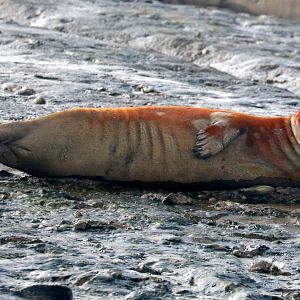 Common seal; River Crouch Estuary; 27th August 2022