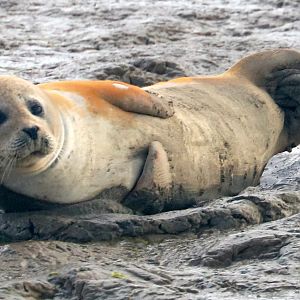 Common seal; River Crouch Estuary; 27th August 2022