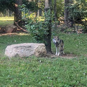 North America - Mexican Grey Wolf