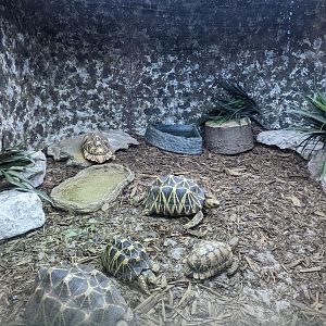 Reptile House - star tortoise