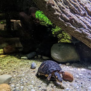 Reptile House - Spotted turtle