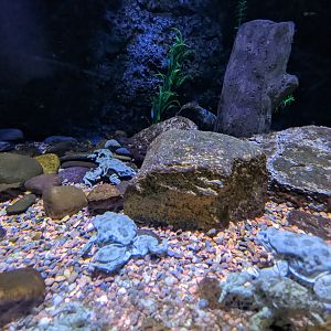 Reptile House - Lake Titicaca frog