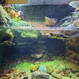 Reptile House -  McCords Snake necked turtle