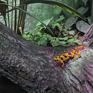 Reptile House - Panamanian Golden Frog