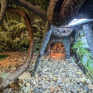 Reptile House - Merten's Water monitor