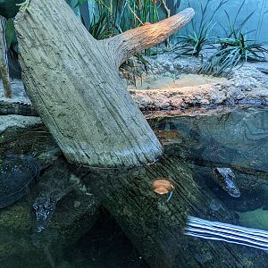 Reptile House - Smooth caiman