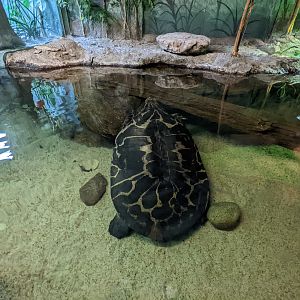 Reptile house - large turtle?