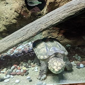 Reptile House - Alligator snapping turtle