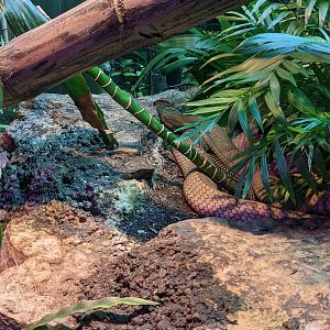 Reptile House - King cobra