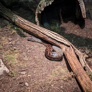 Reptile House - Carpet python