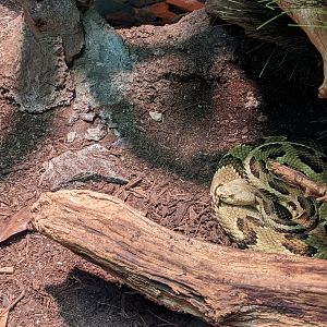 Reptile House - Timber rattlesnake
