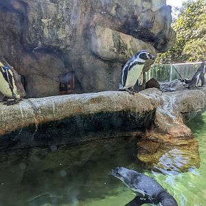 Humbolt Penguins