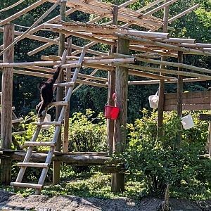 Australia and the Islands - Gibbons