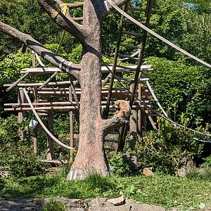 Australia and the Islands - Gibbons