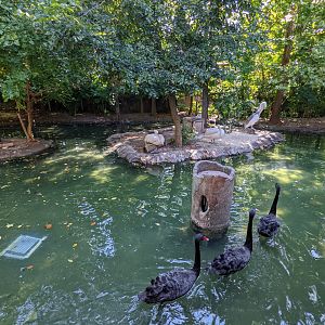 Australia and the Islands  - Dalmatian pelican