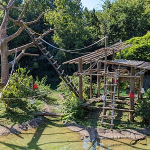 Australia and the Islands - Gibbons