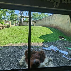 Australia and the Islands  - Orangutan