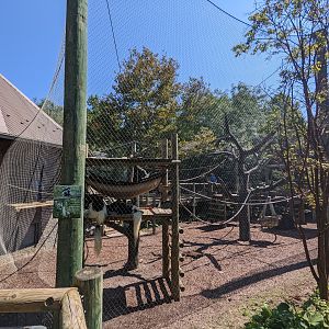 Congo - Angolan colobus monkey
