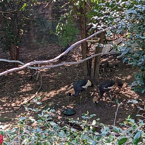 Congo - black crowned cranes