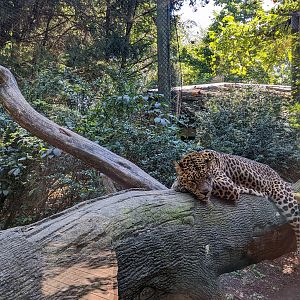 Congo - African Leopard