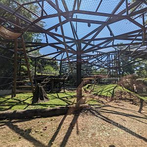 Congo - Western Lowland Gorilla outdoor area