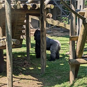 Congo - Western Lowland Gorilla