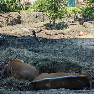 Congo - Red river hogs