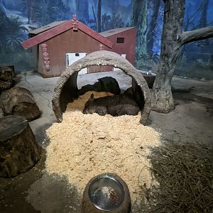 Australia and the Islands - wombat