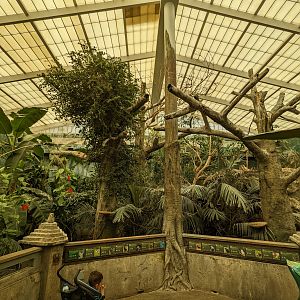 Australia and the Islands - Aviary