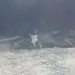 Australia and the Islands - Tasmanian devil