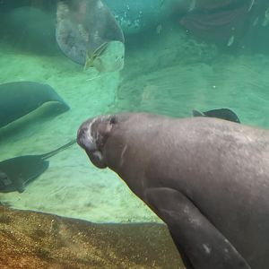 Florida Manatee