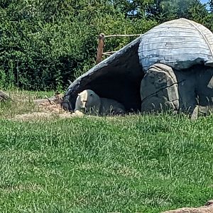 Polar Frontier - polar bear