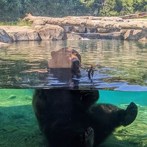 Polar Frontier - brown bear