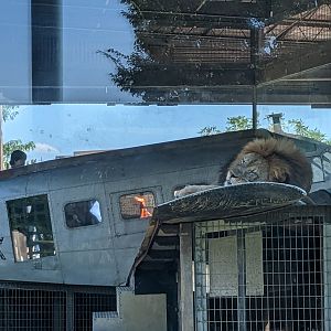 Heart of Africa -  African lion