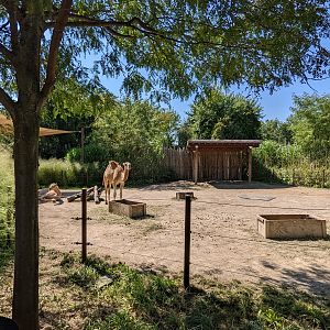 Heart of Africa -  Dromedary camel