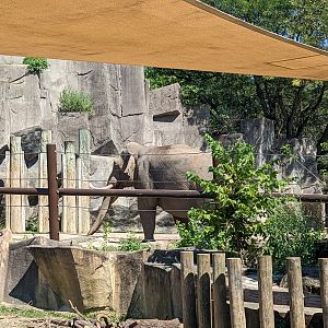 Asia Quest - Asian elephant
