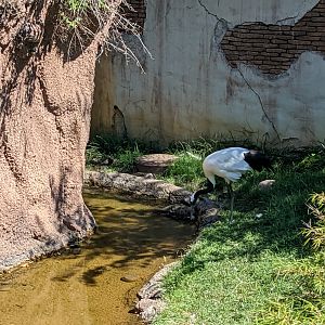Asia Quest - red crowned crane