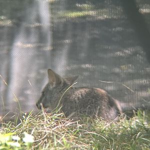 Wallaby ID?