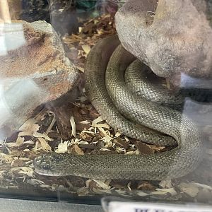Snake ID?