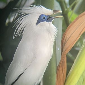 Bali Myna