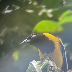 Venezuelan Troupial