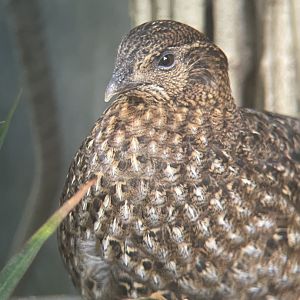 Temminck’s Tragopan