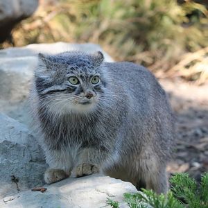 Female Pallas’s Cat