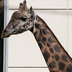 Masai Giraffe