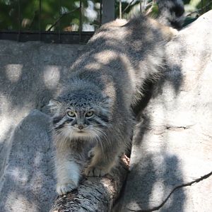 Male Pallas’s Cat